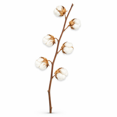 Baumwollzweig Natur 65 75cm   Getrocknet   6 Dolden   Boho Deko Zweig Vase DIY 