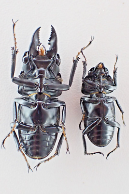 j12579. Insects, Lucanidae, Prosopocoilus buddha. South Vietnam