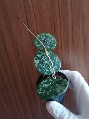 Hoya Parasitica Splash 