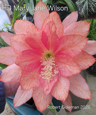 #ad Epiphyllum #x27;HB Mary Jane Wilson#x27; Unrooted Cutting Exclusive 2026 offering $35.00
