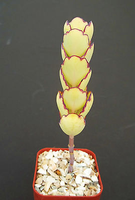 Kalanchoe fedtschenkoi f  compacta exotic rare succulent  plant cactus  2" pot 