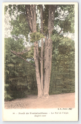 Vintage Postcard Foret de Fontainebleau Le Nid de l'Aigle France Tree Eagle Nest