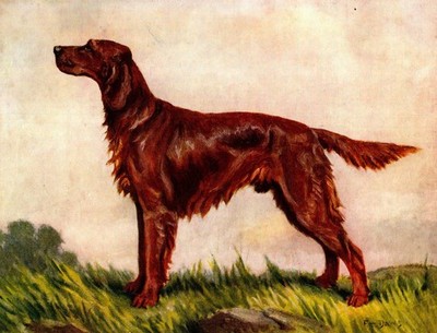 1930s Antique Irish Setter Print F T Daws Irish Setter Wall Art Decor 6549L