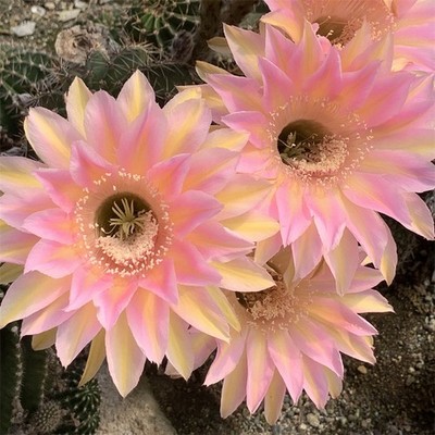 3-4cm Cactus Plants Echinopsis 'Schick Hybrids Garden Flowering Succulent Plants