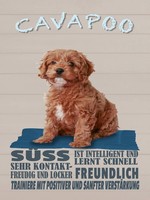Holzschild 40X30 Cm Cavapoo Hund SüSs Freundlich Deko Geschenk Holz Schild
