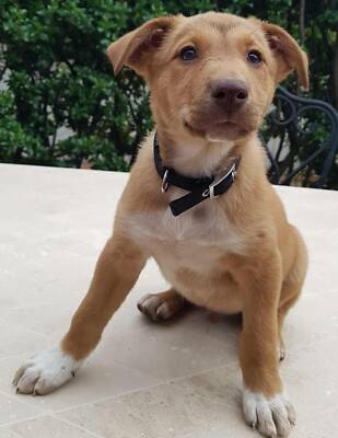 german koolie pups