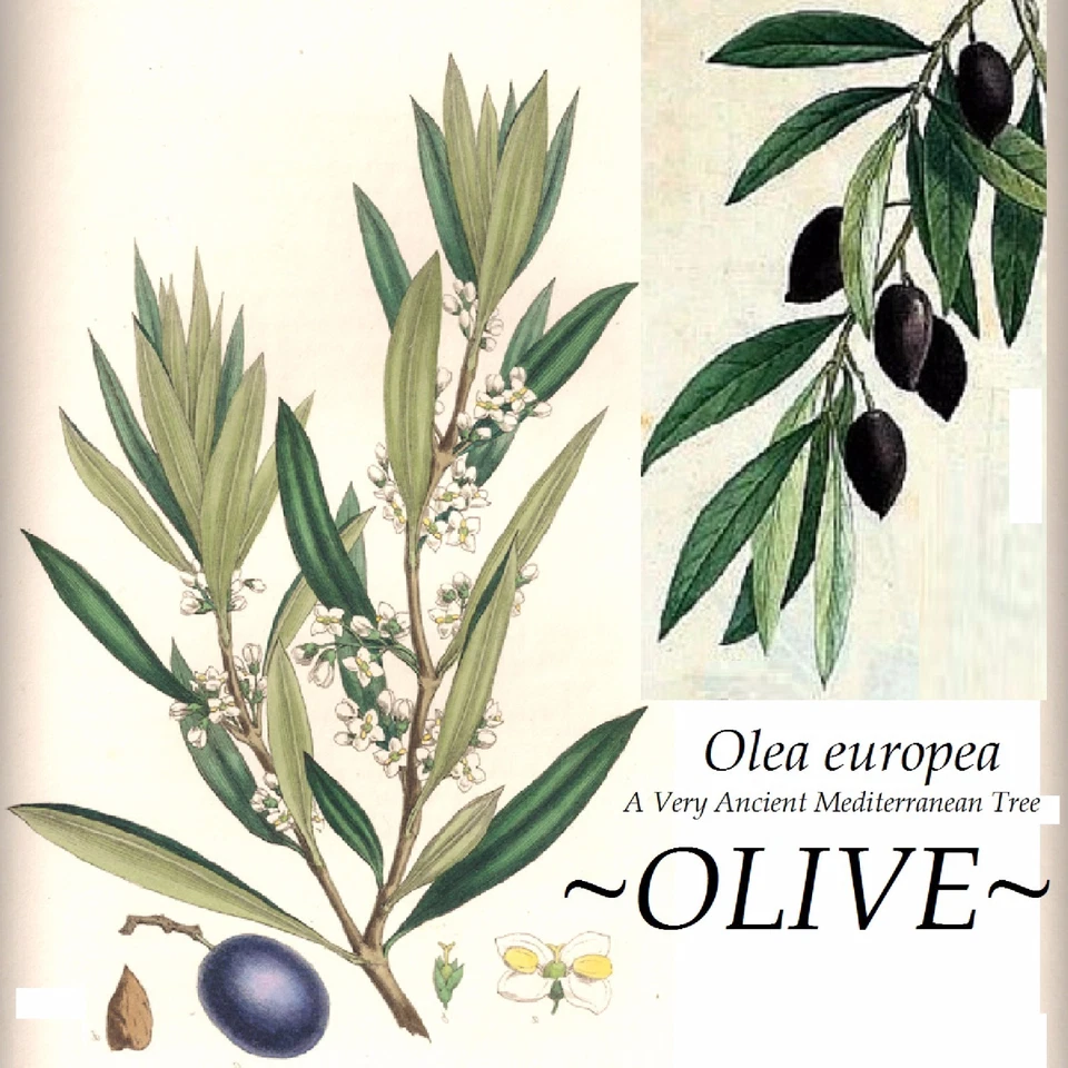 ~OLIVE~ Olea europaea cv Arbequina Ancient Mediterranean Tree Small Potted Plant - Image 4 of 4