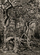 1929 Original AFRICA Highlands Dry Forest Tree Landscape Photo Gravure Art 11X14