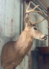 Beautiful Deer Head Shoulder Mount Taxidermy