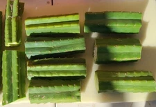 SEVEN 7" FRESH Cactus Grafting Stocks