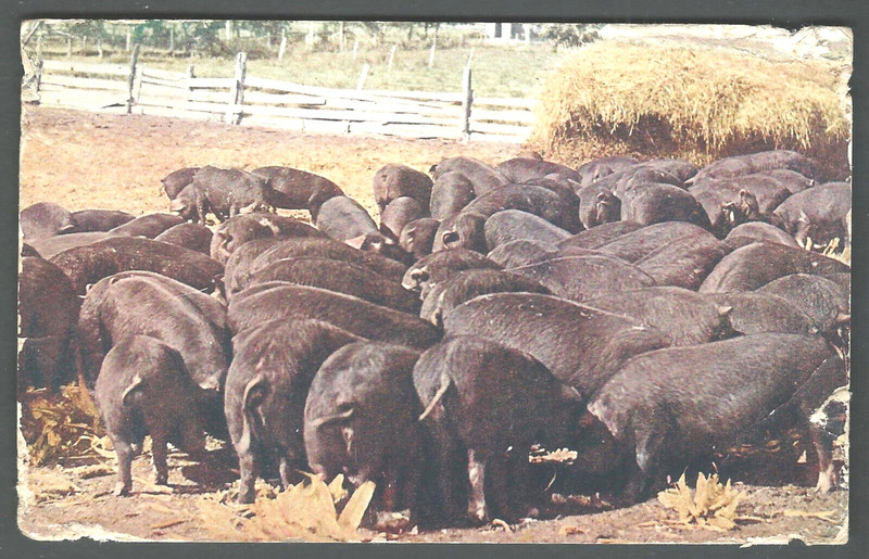 HERD OF PIGS 1915 Divided Back Postcard