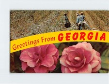 Postcard Camellia & Cotton Picking Time Greetings from Georgia USA