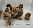 12 Bantam Assorted D'uccle & Easter Egger "Fun Pen" Hatching Eggs — photo 8