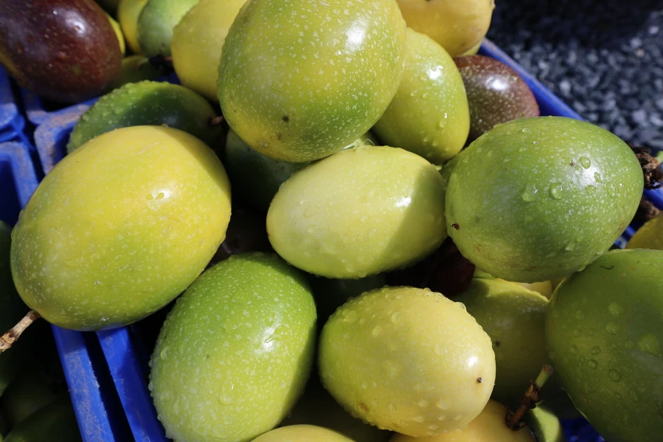 10 lagoas de maracujá fresco - Imagem 2 de 2