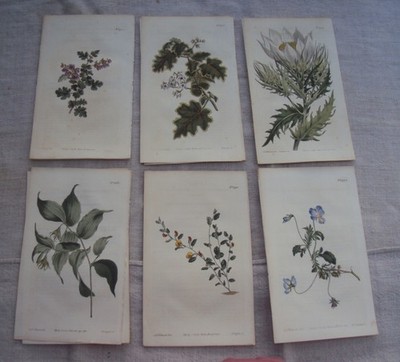 William Curtis  Antique Engraving 6 Botanical Prints w Text Pages 1812  G