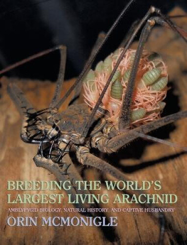 Thumbnail - Breeding The World's Largest Living Arachnid: Amblypygid (whipspider)