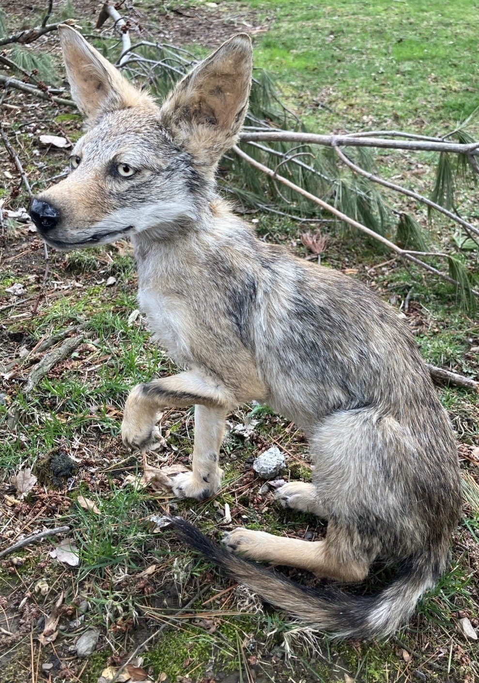 Coyote Pup Life Size Mount ~ Taxidermy
