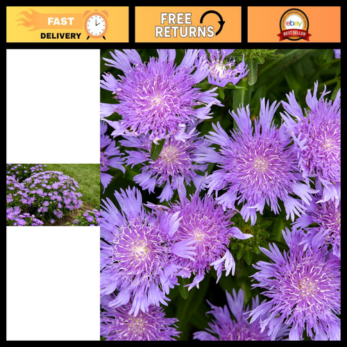 Totally Stoked Riptide Aster - Purple Flower Live Plant #1 Pot - Not Shippable t