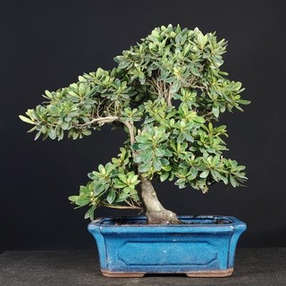 Bonsai Rhododendron Indicum Azalea Satsuki 37 cm