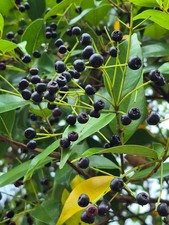 INDONESIAN BAY LEAF - BAYLEAF - DAUN SALAM - SYZYGIUM