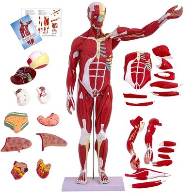 27 Part Human Anatomy Muscle Model 1 2 Life Size 33 Inch Medical Education
