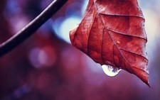 Landscape water drops leaves plants red fall closeup Custom Gaming Mat Desk