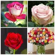 Colorful mix Rose Flower Seeds Home Garden Plants Colorful Rose 500Pcs