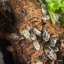 25 Dairy Cow Isopods Porcellio laevis Bioactive Cleanup Crew