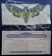 DEATH'SHEAD HAWK MOTH Butterflies & Moths X12 by R.J. Lea ltd