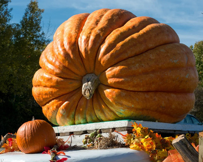 #ad 100 Big Max Pumpkin Seeds Giant Heirloom Variety Huge Fruit FREE Shipping $7.99