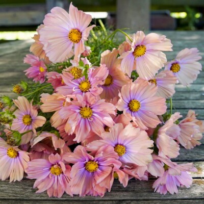 Schmuckkörbchen APRICOTTA 20 Samen COSMOS BIPINNATUS Kosmee SCHNITTBLUME