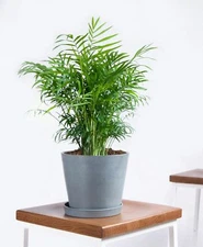 15 SEEDS - palm parlor Chamaedorea elegans HOUSE PLANT - GroCo BUY 15-SHIPS FREE