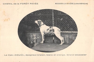 Old postcard 44 MOISDON LA RIVIERE / KENNEL DE LA FORET PAVEE / LE COB COUIC / SPAGNEUL