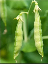 ORGANIC YELLOW PEA SPROUTING SEEDS - NON-GMO, HEIRLOOM, MICROGREENS, SPROUTS