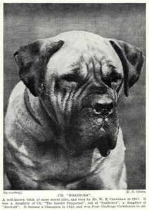 English Mastiff "Boadicea" - 1934 Vintage Dog Art "Photo" Print - CUSTOM MATTED