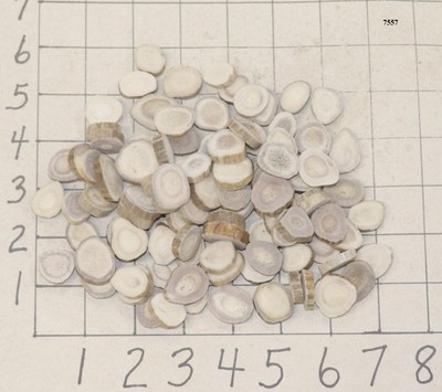 100 Deer/Elk Antler Buttons Slices Crafts