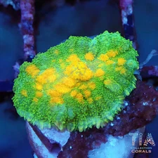 TIA Signature Dawnfire Rhodactis Mushroom - NOT WYSIWG | Live Softies Coral