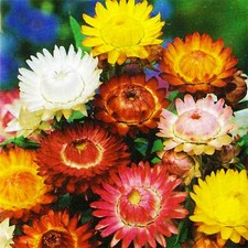Flower Seed: Strawflower mixture Helichrysum seeds Choose packet size