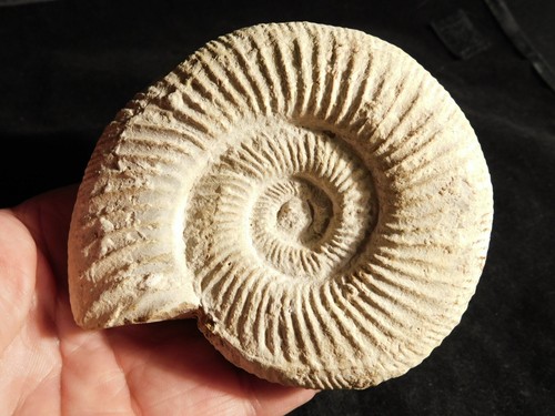 BIG! White Ribbed AMMONITE Fossil 100% Natural with Stand Madagascar 296gr - Picture 4 of 12