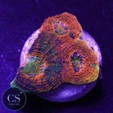 CS BLEEDING APPLE ACAN ECHINATA - WYSIWYG LIVE CORAL