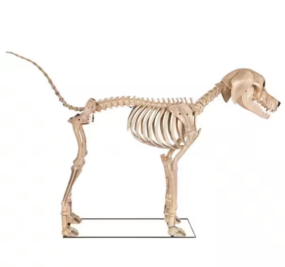 🎃 7 ft. Skeleton Dog Skelly's Home Accent Halloween Home Depot Fast