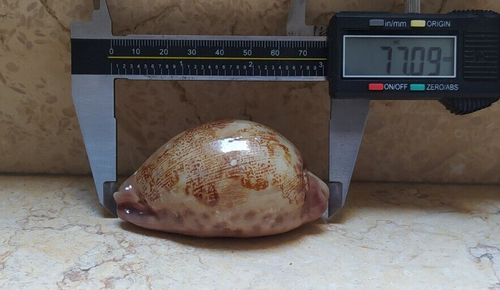 F Cypraea mappa rosea singularis great pattern F+++F++ 77mm natural glossy rare - Picture 14 of 14