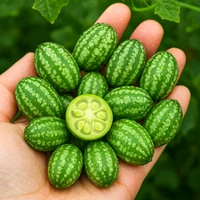 50+ CUCAMELON SEEDS MOUSE MELON VEGETABLE SUPERIOR CUCUMBER TASTY FREE SHIPPING!