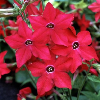 caddy plant Wagner WPC Plant Caddy – Greenhouse Megastore main image 0