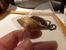 small seashell conch  KEY CHAIN