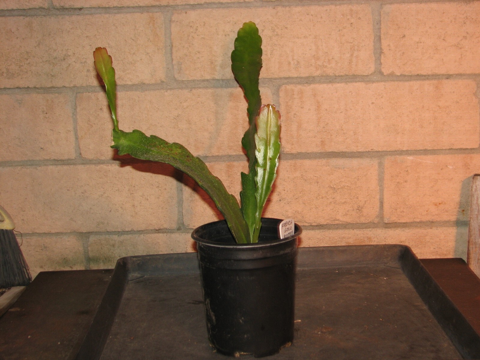 Picture 6 of 8