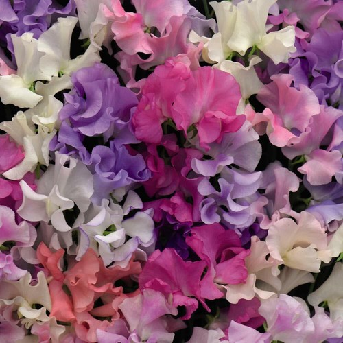 Sweet Pea Plugs Garden Plants 'Sweet Dreams Mixed' 6 or 12 Premium