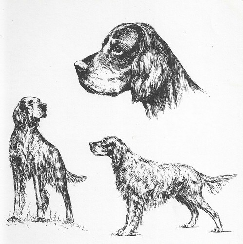 Gordon Setter - CUSTOM MATTED - 1963 Vintage Dog Art Print *