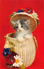 Cute Kitten in Basket Vintage Postcard by Tichnor Bros USA