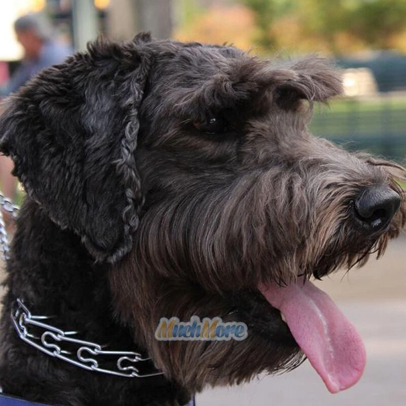Collar de equipo de guardián de entrenamiento para mascotas perros cadena punta de metal para mascotas estrangulador 16"-22" Foto 4 de 4